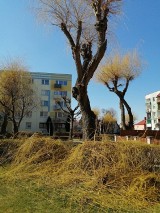 Pielęgnacja czy barbarzyństwo? Różne opinie na temat ogałacania drzew dzielą mieszkańców osiedla Łużyckiego w Świebodzinie