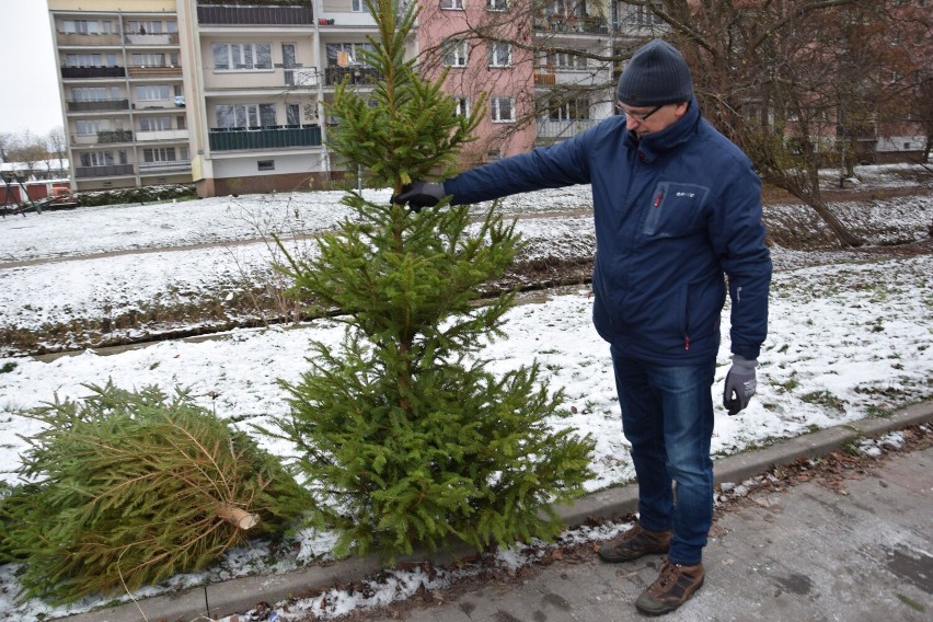 Choinka za makulaturę. Rusza nasza akcja w Szczecinku [zdjęcia]