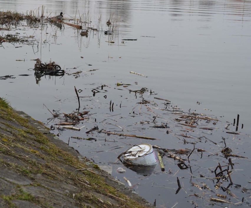 Bulwar nad Nogatem w Malborku. Koparka sprząta rzekę u podnóża Szkoły Łacińskiej
