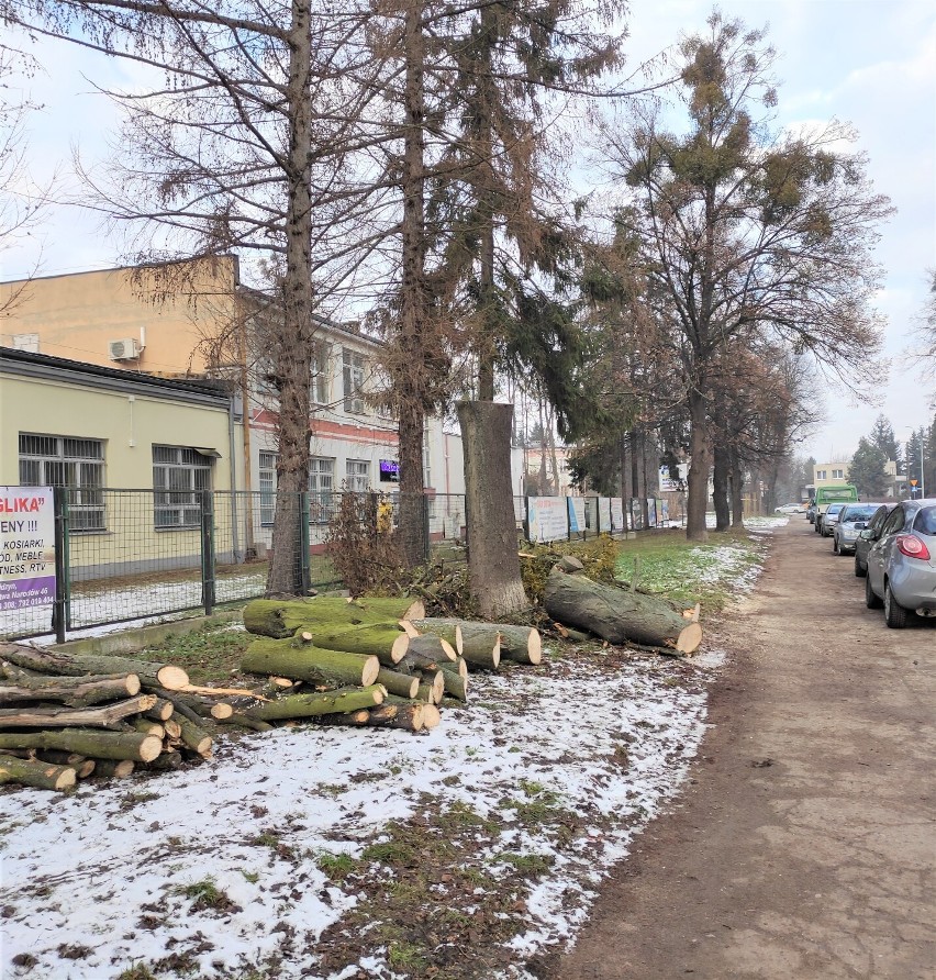 Malbork. Wycinka drzew przy Rolniczej zwróciła uwagę jednego z mieszkańców. Magistrat zapewnia, że brzozy były suche. Co jeszcze usunięto?