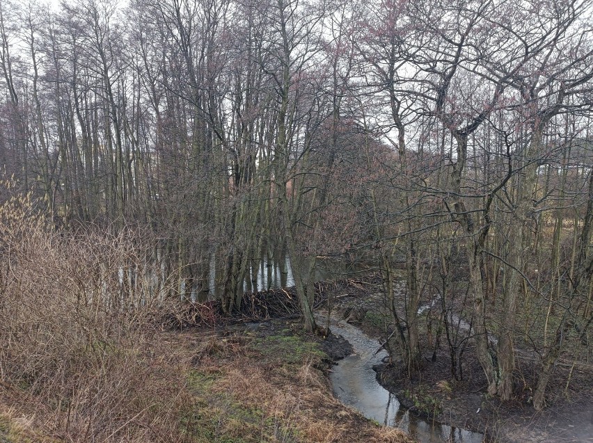 Bobry i ludzie. Między Sopotem a Gdynią zwierzęta spiętrzyły graniczny potok. Obok powstaje osiedle mieszkaniowe