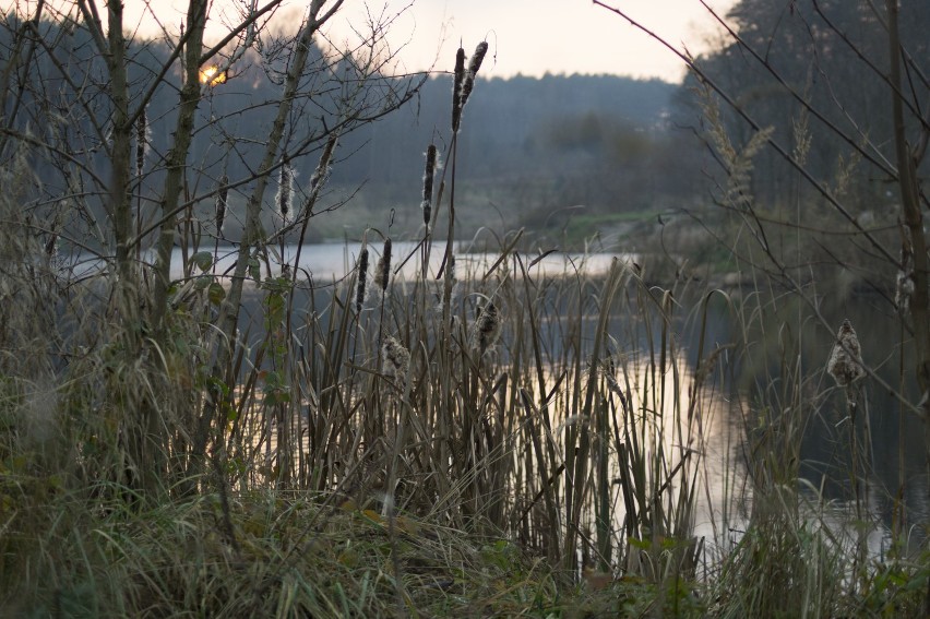 Leśne ścieżki