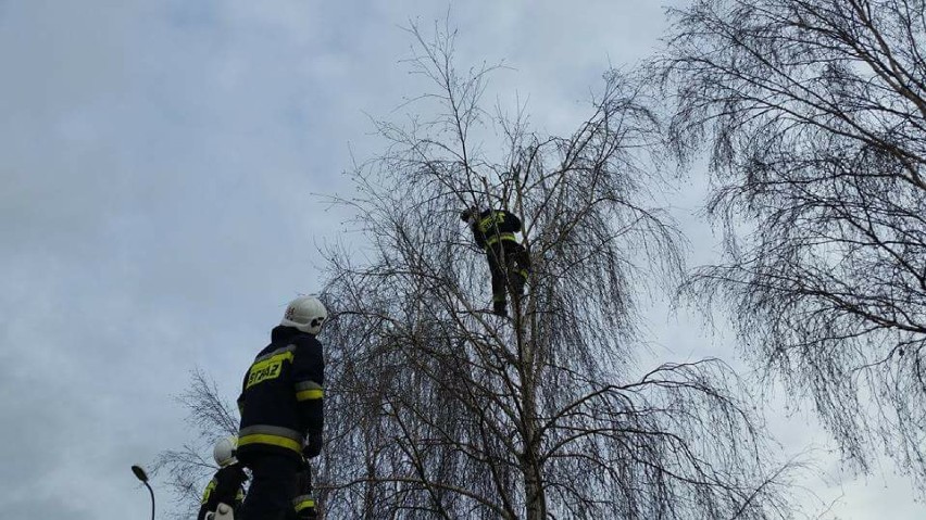 Strażacy z OSP Miastkowo pomogli przerażonemu zwierzęciu...
