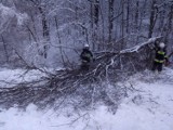 Powiat tarnowski. Ciężki śnieg łamie konary i gałęzie drzew. Strażacy mają z ich usuwaniem sporo pracy [ZDJĘCIA]