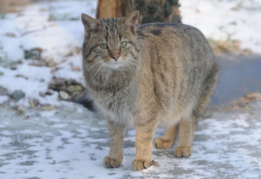 Zima w łódzkim zoo