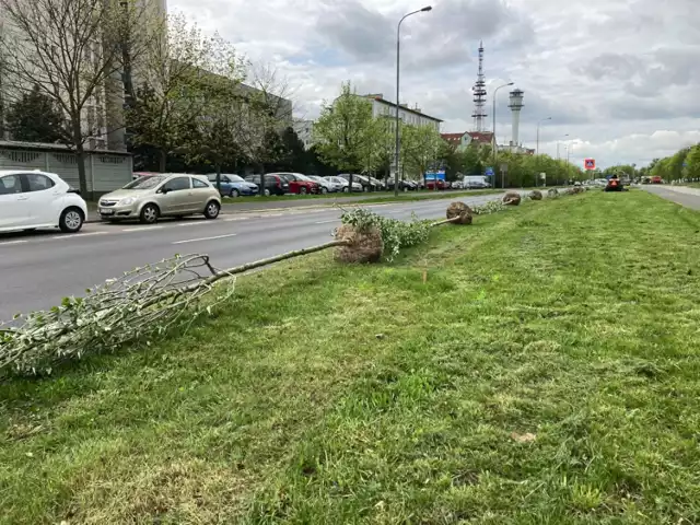 79 drzew pojawi się wzdłuż ciągu pieszo-rowerowego ulicy Szymanowskiego, na odcinku od ulicy Smoleńskiej do straganów.