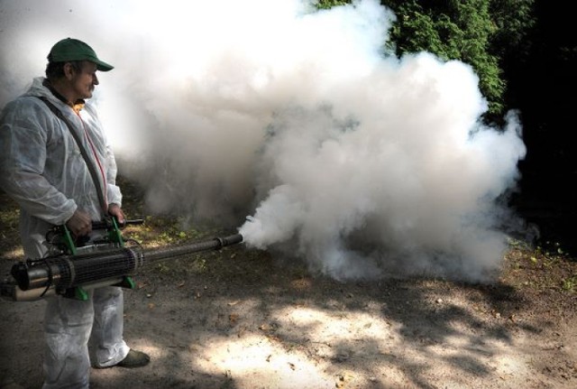 Wojny z komarami w Szczecinie odsłona druga