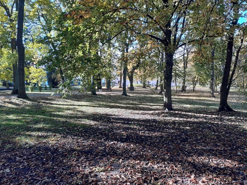 Inowrocławskie Solanki jesienią. O tej porze roku park wygląda szczególnie pięknie [zdjęcia]