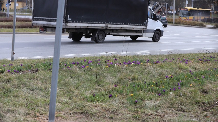 Wiosna wreszcie przyszła do Kielc. W centrum miasta pojawiły się pierwsze kwiaty. Zobacz zdjęcia