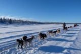 Lapońska Odyseja 2015.Pomorska wyprawa psimi zaprzęgami na daleką północ [ZDJĘCIA]