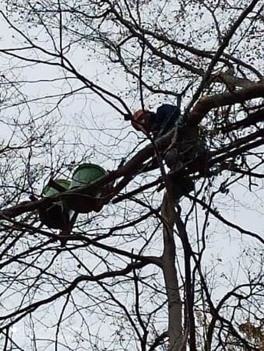 Kubły na drzewach na Wzgórzu Gedymina. Kto i po co je tam...