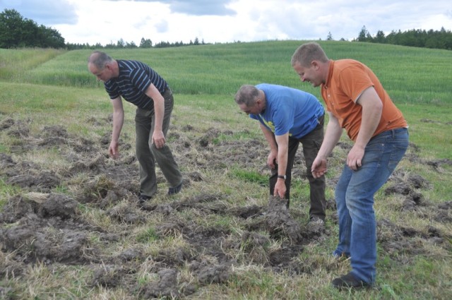 Szkody na łąkach spowodowane przez dziki w Starej Hucie w gminie Sierakowice
