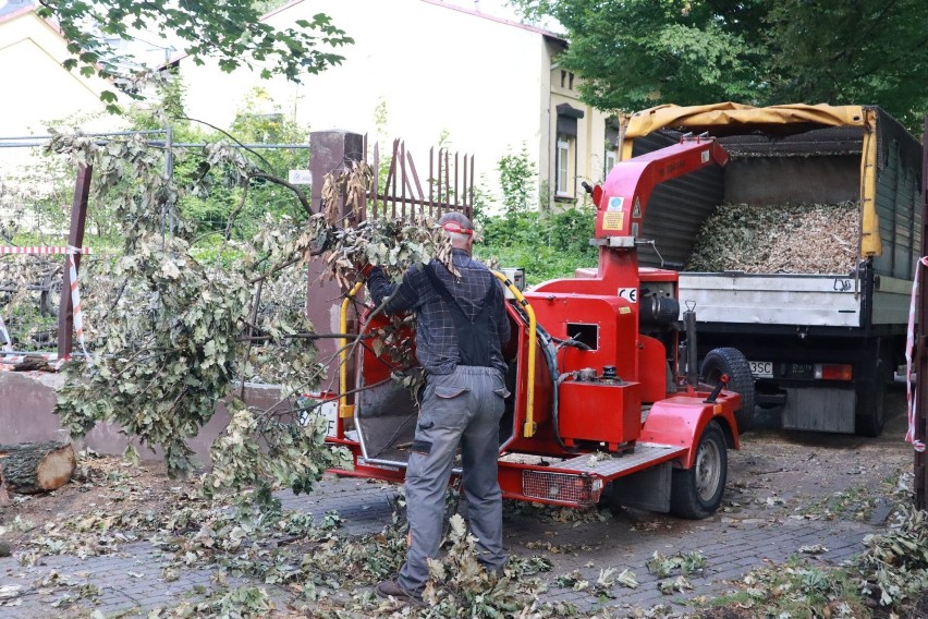 W łódzkich parkach wciąż leżą powalone przez wichurę drzewa 