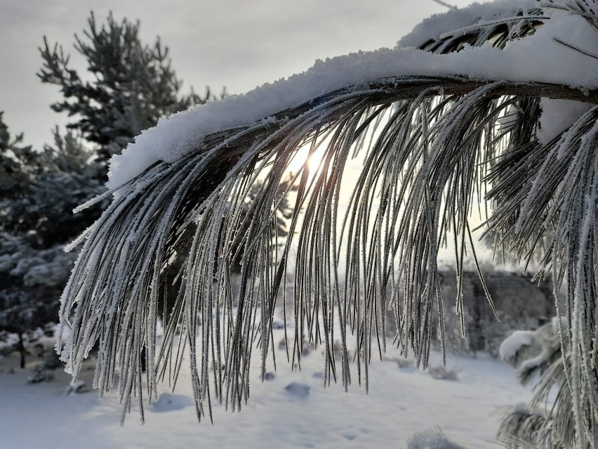 Ogród Botaniczny przy ulicy Karczówkowskiej w Kielcach...