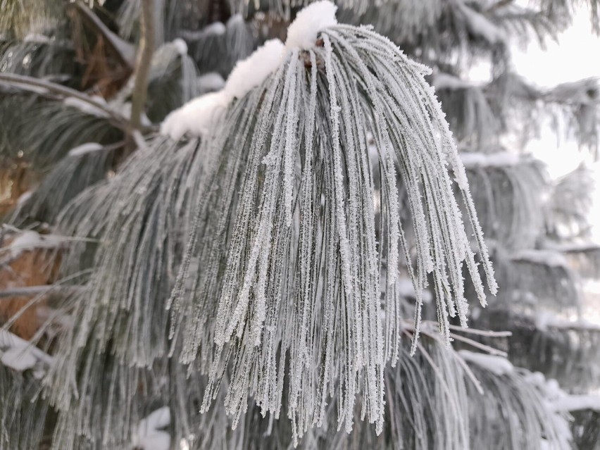 Ogród Botaniczny w Kielcach zachwyca zimą. Zobacz zdjęcia   