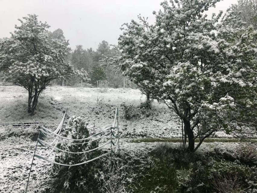W maju w Jaszczurowej spadł śnieg