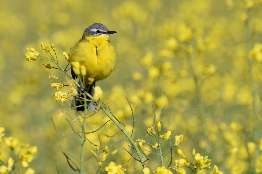 Pliszki żółte pojawiają się zwykle w kwietniu