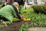 Wiosenne porządki w Katowicach. Ruszyły nasadzenia kwiatów i sprzątanie po zimie. ZZM planuje nasadzić ponad 27 tysięcy bratków 