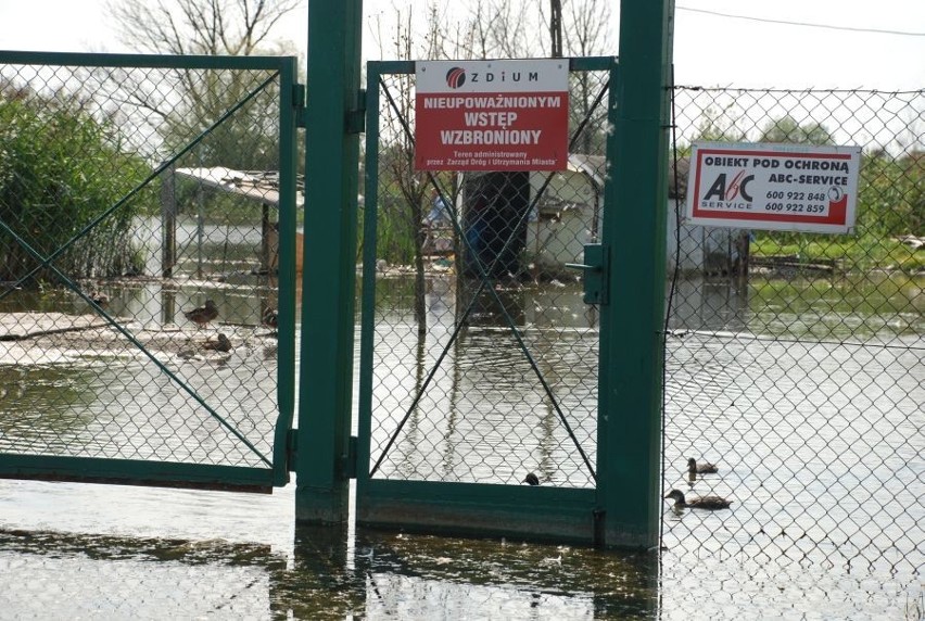 Wrocław: Co jest pod wodą przy ul. Przybyły?