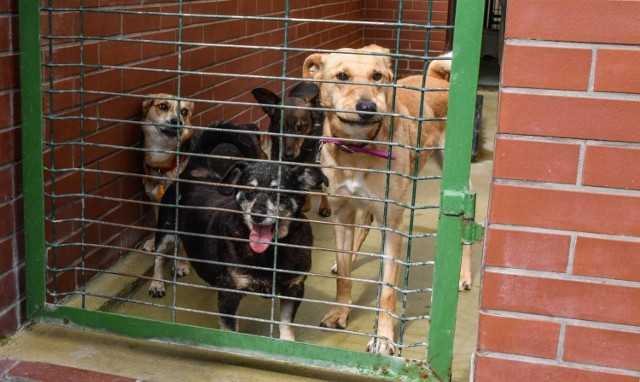 Jak podkreślają organizatorzy, celem Parady psów adoptowanych jest zachęcenie osób kochających zwierzęta do adopcji psów i kotów ze schronisk.