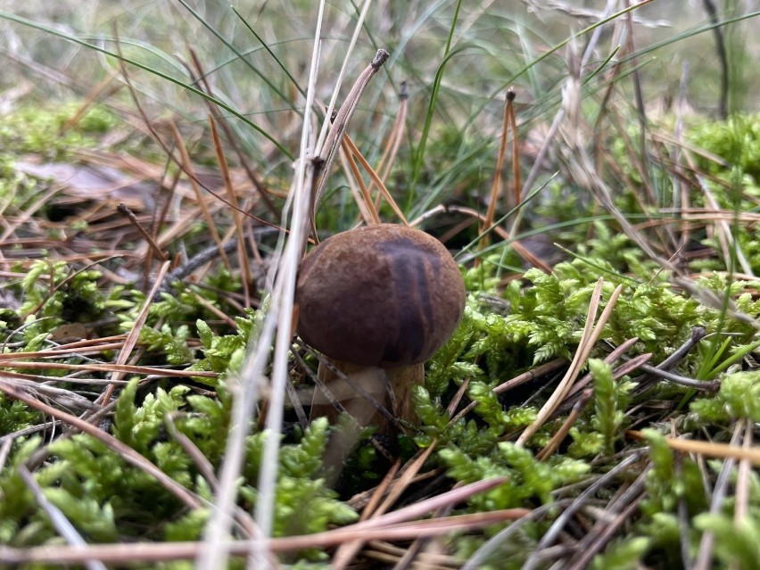 Malutkie podgrzybki polecają się do marynowania. Cierpliwi i...