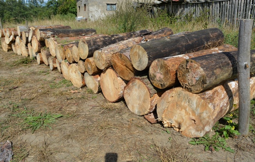Kradzież drewna o wartości blisko 18 tysięcy złotych w powiecie radziejowskim [zdjęcia]