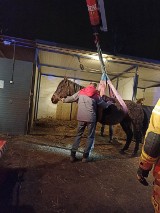 Nietypowa akcja w katowickich Szopienicach. Strażacy pomogli postawić konia na nogi