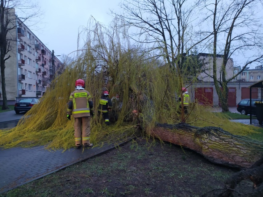 Powalone drzewo przy ul. Osmolińskiej w Zduńskiej Woli ZDJĘCIA