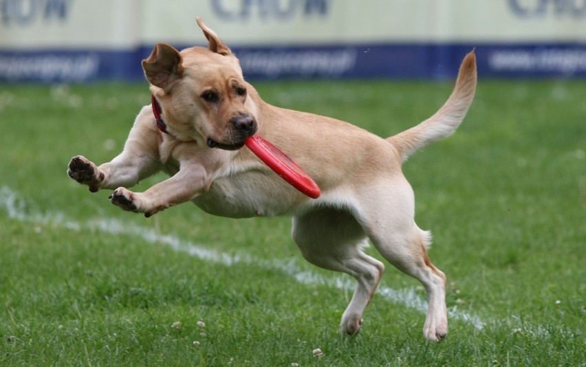 Dog Chow Disc Cup 2014. Zmagania psów będzie można oglądać...