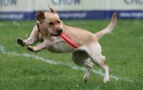 Dog Chow Disc Cup 2014. Najlepsze latające psy w weekend na Polu Mokotowskim