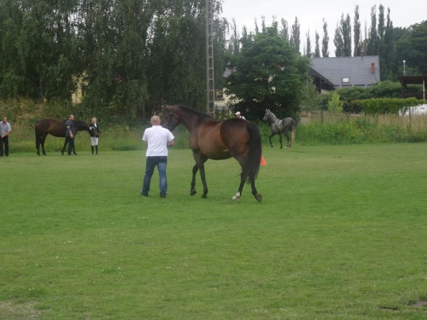Wystawa koni w Chodzieży. Najwyżej oceniona została klacz Barcarola Janusza Grzewińskiego