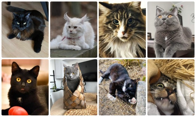 Zobaczcie zdjęcia kotów naszych czytelników. Może jest tu fotka Waszego mruczka?