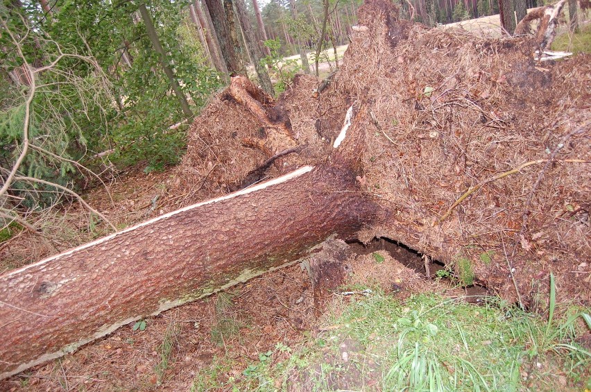 Tornado za Podkomorzycami. Trąba powietrzna powaliła na drogę 30 drzew