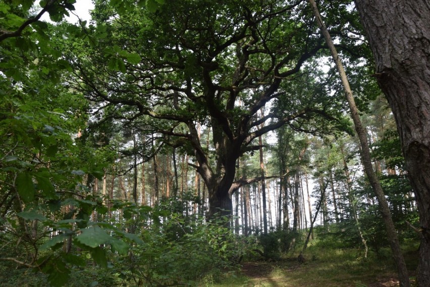 Urokliwy powiat lęborski. Wędrówka od dzikiej plaży, po średniowieczne grodzisko