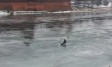 Na Nogacie w Malborku: lód coraz cieńszy, ale wędkarze wychodzą łowić