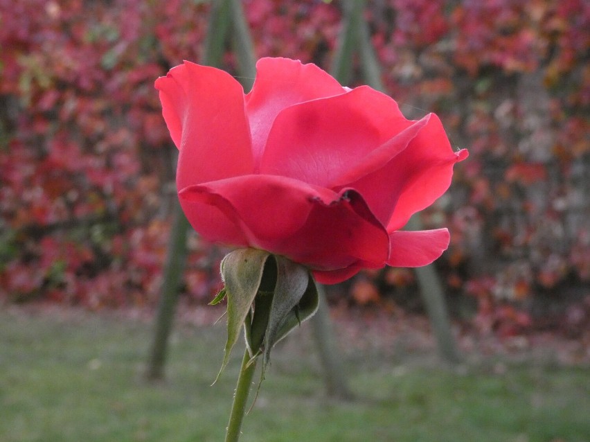 Róża o wyjątkowej barwie, sfotografowana przez Wiktorię Drabowicz, może stać się katalogową "Złotowską Różą"