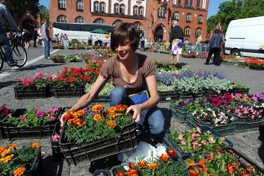 Dzień Europy pod ratuszem-festiwal kwiatów