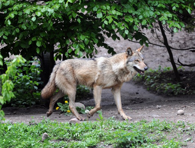 W ostatnim czasie wilki były widywane w wielu lokalizacjach w Wielkopolsce