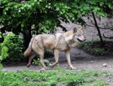 Pod Gołańczą pojawiły się wilk. Internauci ostrzegają się przed zwierzętami, które widziano w powiecie wągrowieckim