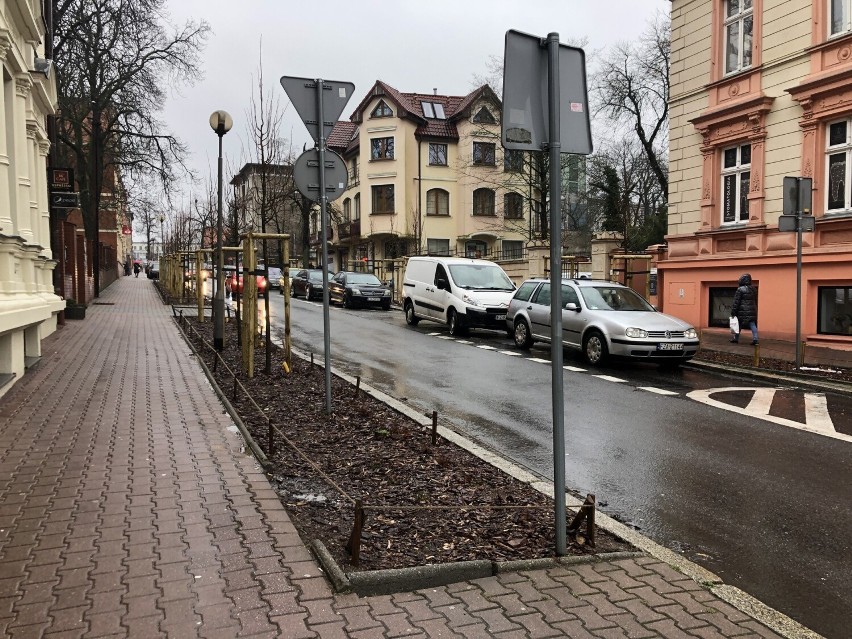 W centrum miasta posadzono nowe drzewa, będą kolejne...