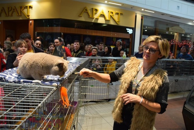 Kocie piękności w Galerii Jurajskiej. Kolejki do oglądania wystawy kotów 2019