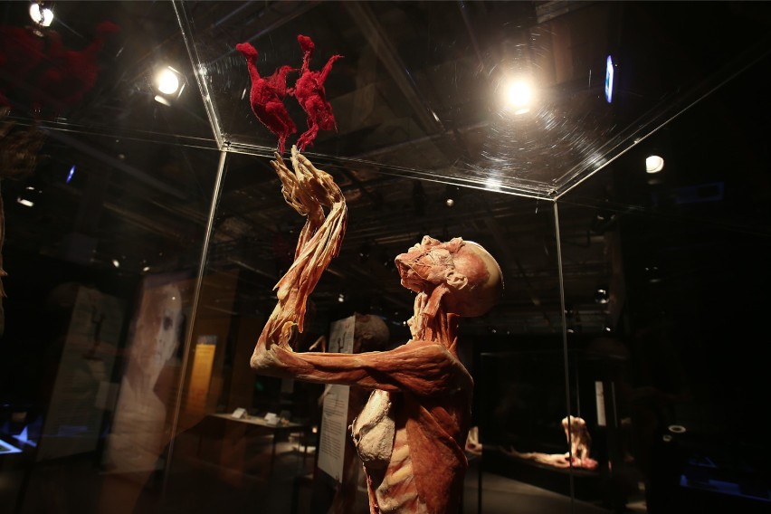 Wystawa Body Worlds - Wrocław