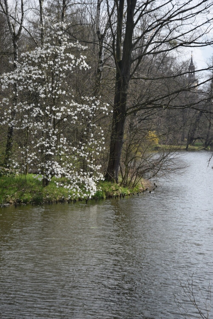 Park pszczyński wiosną