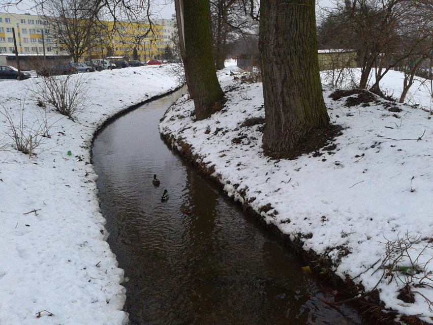 Struga Toruńska, popularnie Bacha na Rubinkowie