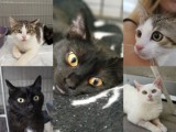 Te koty ze Schroniska w Dyminach czekają na nowy dom. Wybierz pupila i podaruj mu miłość oraz schronienie [ZDJĘCIA]