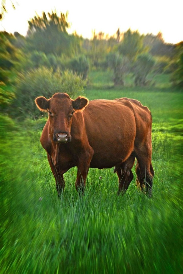 Nikt się nie przyznaje do tego, że z jego stada zniknęła krowa rasy mięsnej. Być może krowa uciekinierka przyszła w okolice Serafinowa z sąsiednich gmin, Pogorzeli lub Kobylina