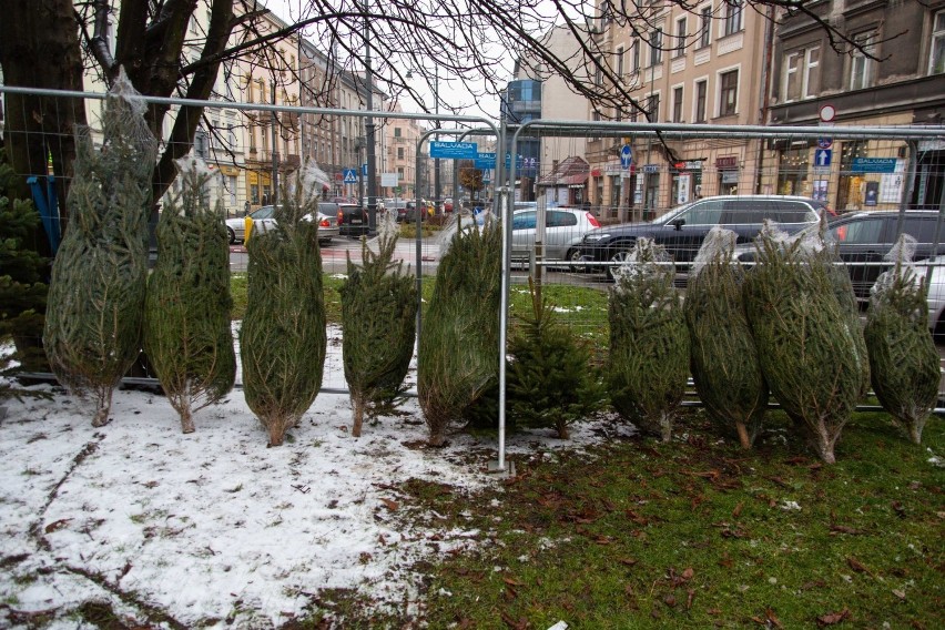 Kraków. Na targowiskach pojawiły się choinki. Jakie są ich ceny? Ile kosztują inne towary? [ZDJĘCIA]