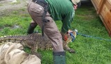 Bestialstwo w Sosnowcu! Krokodyl nie żyje, drugi w ciężkim stanie - trzymał je w basenie na ogródku. Zobacz ZDJĘCIA