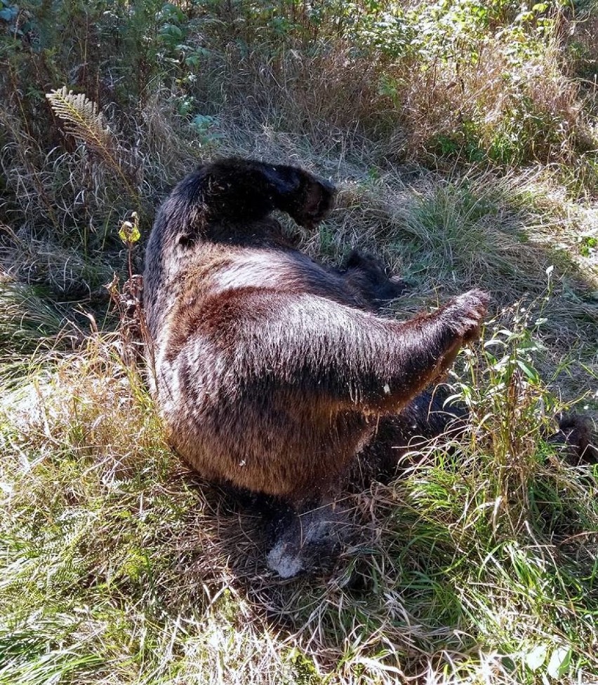 Tatry. Przy szlaku znaleziono martwego niedźwiedzia