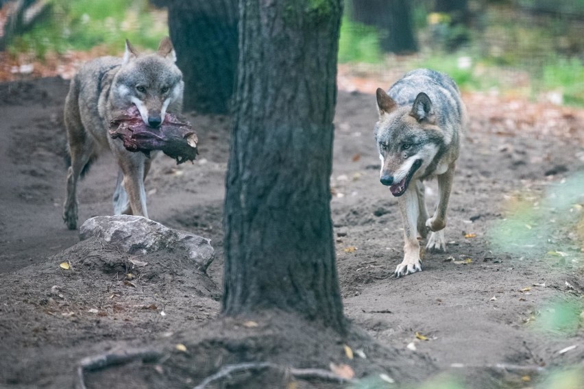 "Ataki wilków na ludzi są niezmiernie rzadkie. Znacznie...